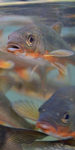 お魚トレーナーになろう.jpg