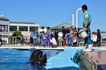 ふれあいラグーン イルカクジラとあそぼう 八景島シーパラダイス.jpg