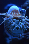 オウムガイ 沼津港深海水族館 シーラカンスミュージアム.jpg