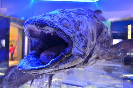 冷凍シーラカンス 沼津港深海水族館 シーラカンスミュージアム.jpg