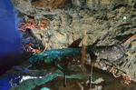 古代の海再現剥製 沼津港深海水族館 シーラカンス.jpg