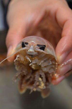 沼水ラボ グソクムシに触ってみよう沼津港深海水族館.jpg