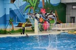 海の動物たちのショーWA!2nd 八景島シーパラダイス.jpg