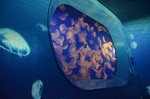 海月の宇宙 クラゲファンタジーホール 新江ノ島水族館 藤沢.jpg