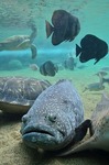 渚水槽アクアミュージアム 横浜八景島シーパラダイス アクアリゾーツ.jpg