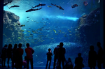 相模湾大水槽 新江ノ島水族館.jpg