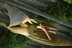翼竜 太古居酒屋DINOSAUR 天井 大和市代官.jpg