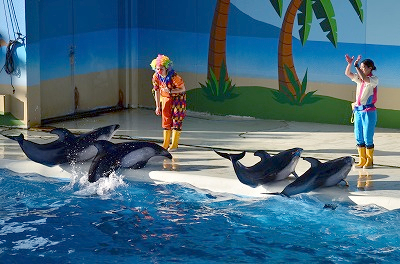 アクアスタジアム 海の生き物たちのWA ショー シーパラダイス.jpg
