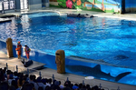 アクアスタジアム ショー ジンベエザメ七海 シーパラダイス.jpg