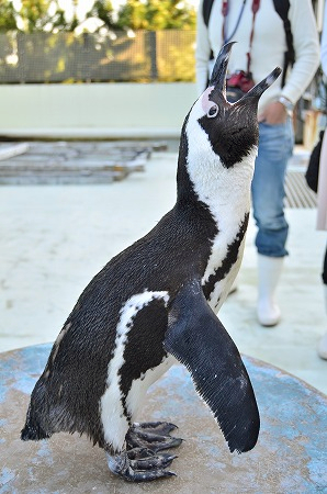 アクアスタジアム ペンギンのアオイ バックヤードツアー.jpg