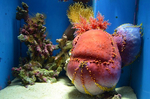 アデヤカキンコ ナマコの仲間 沼津港深海水族館 シーラカンスミュージ.jpg