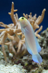 イエローヘッドジョーフィッシュ 沼津港深海水族館シーラカンス.jpg