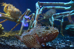 イズカサゴ 駿河湾水槽 沼津港深海水族館 シーラカンス.jpg