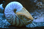 オウムガイ 沼津港深海水族館 シーラカンスミュージアム.jpg
