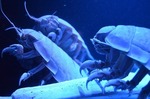 オオグソクムシ 沼津港深海水族館 シーラカンスミュージアム 静岡県.jpg