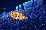 カクレクマノミ 光の海 さがみ湖イルミリオン 相模湖プレジャー.jpg
