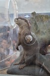 コツメカワウソ ふれあいラグーン 八景島シーパラダイス 横浜.jpg