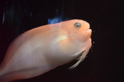 サケビクニン 沼津港深海水族館 1F深い海エリア.jpg