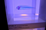 ザラガレイ 透明骨格標本 沼津港深海水族館 シーラカンスミュ.jpg