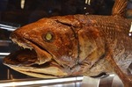 シーラカンス 剥製 沼津港深海水族館 2F.jpg