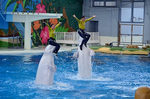 シロイルカ 海の動物たちのショー WA2nd 八景島シーパラダイス.jpg