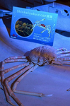 シンカイゾク タカアシガニ 深海Ⅱ 新江ノ島水族館 藤沢市.jpg