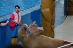 セイウチ 海の動物たちのショー アクアスタジアム アクアミュージアム.jpg