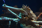 タカアシガニ 沼津港深海水族館 シーラカンスミュージアム.jpg