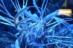 トリノアシ 沼津港深海水族館 シーラカンスミュージアム.jpg