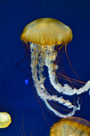 パシフィックシーネットル クラゲファンタジーホール 新江ノ島水族館.jpg