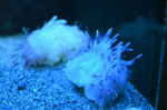 ヒメカンテンナマコ 沼津港深海水族館 シーラカンスミュージアム.jpg