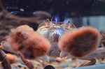 モクズカニ 相模川ふれあい科学館.jpg